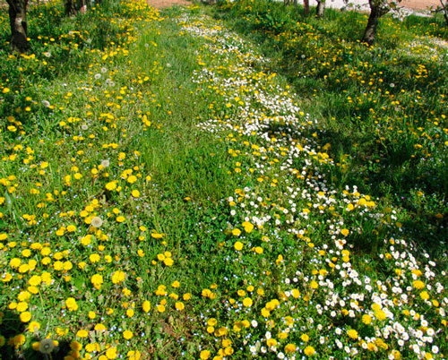 fiori e natura